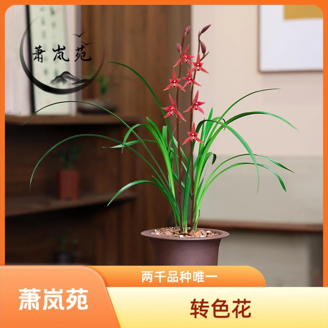 兰花寒兰【红袍】花开浓香型传统细叶名贵兰花自然棚种植发货带花苞