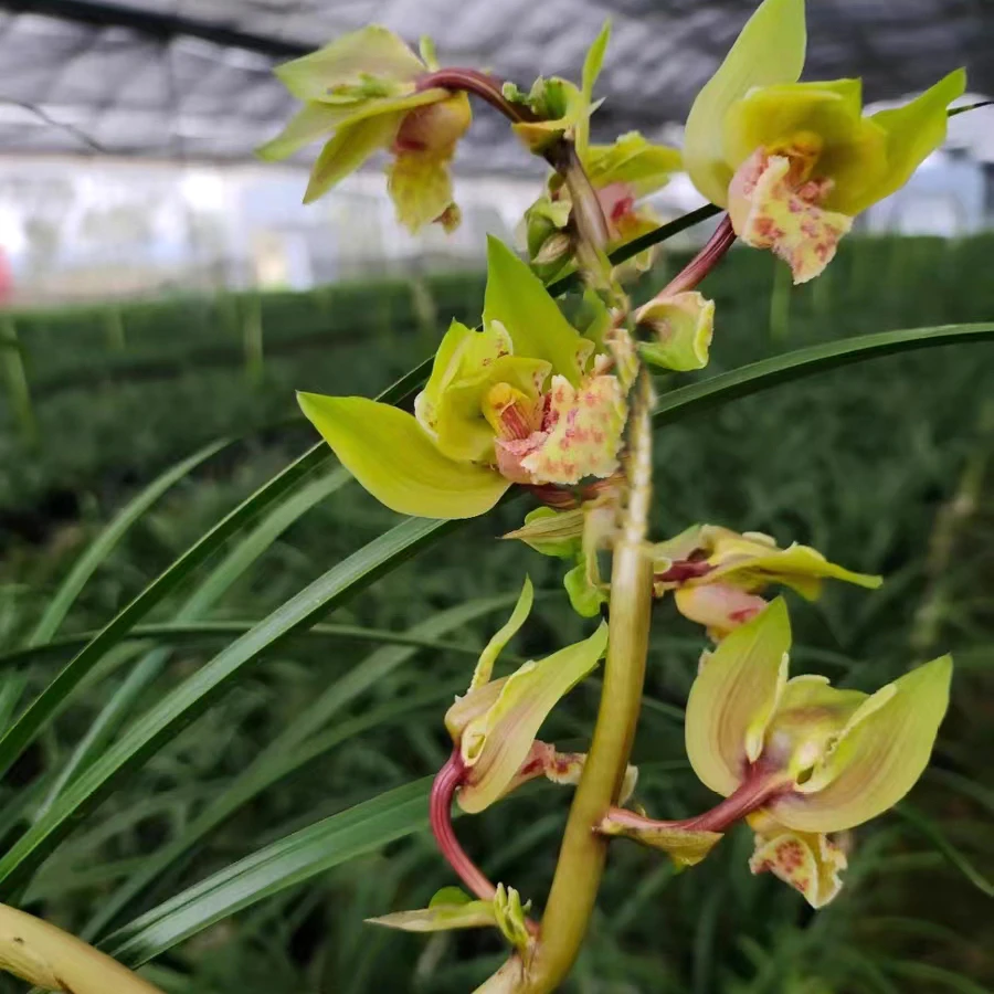 兰花蕙兰【五福圣蝶】浓香型名贵奇花花期2-6月室内外盆栽好养易活