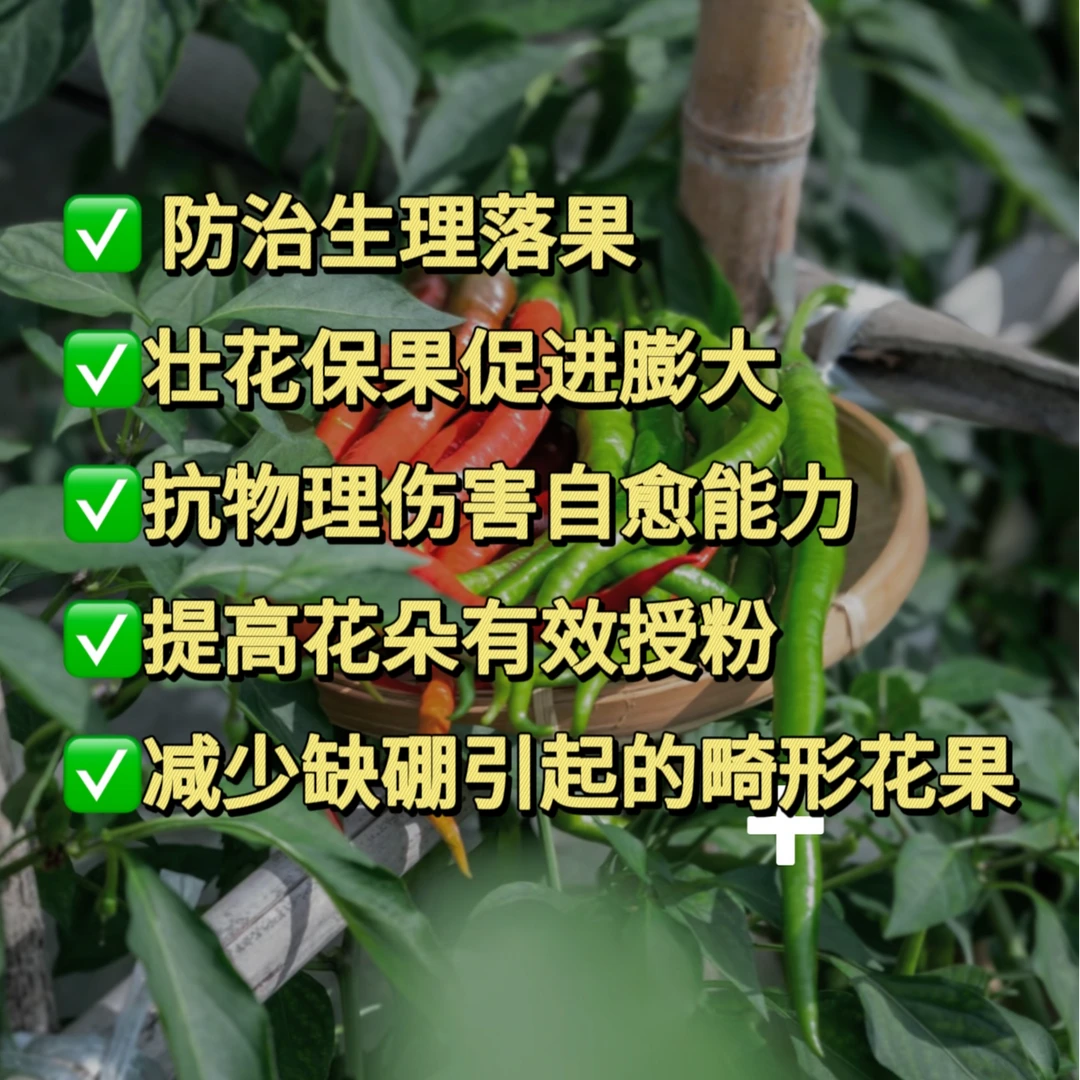 辣椒增重亮果套装