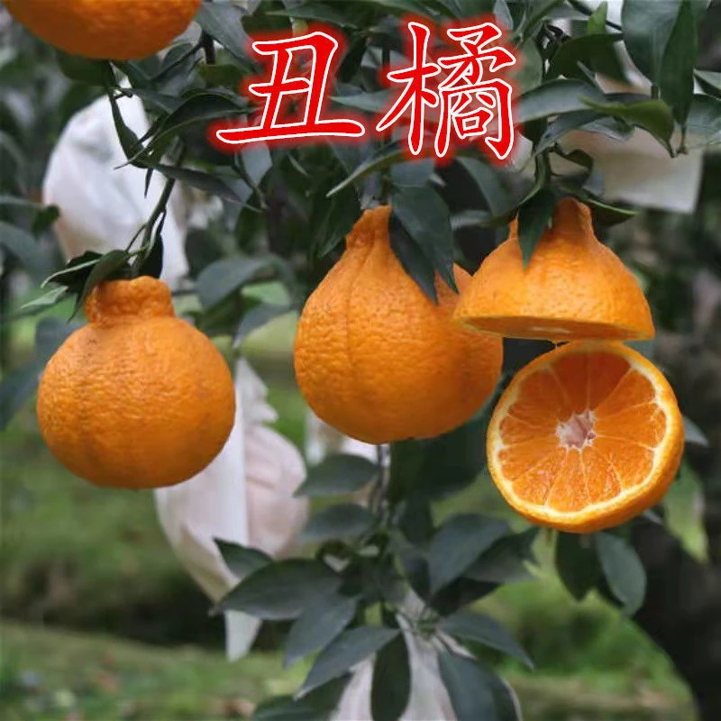 四川丑橘树苗不知火丑桔苗丑橘苗丑八怪苗不知火果树苗丑桔丑橘树