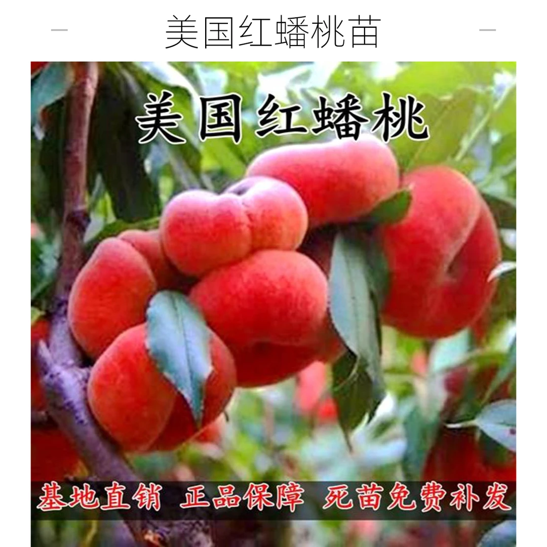 红蟠桃树苗美国红蟠桃苗嫁接新品种特大毛蟠桃树果苗桃树嫁接果苗