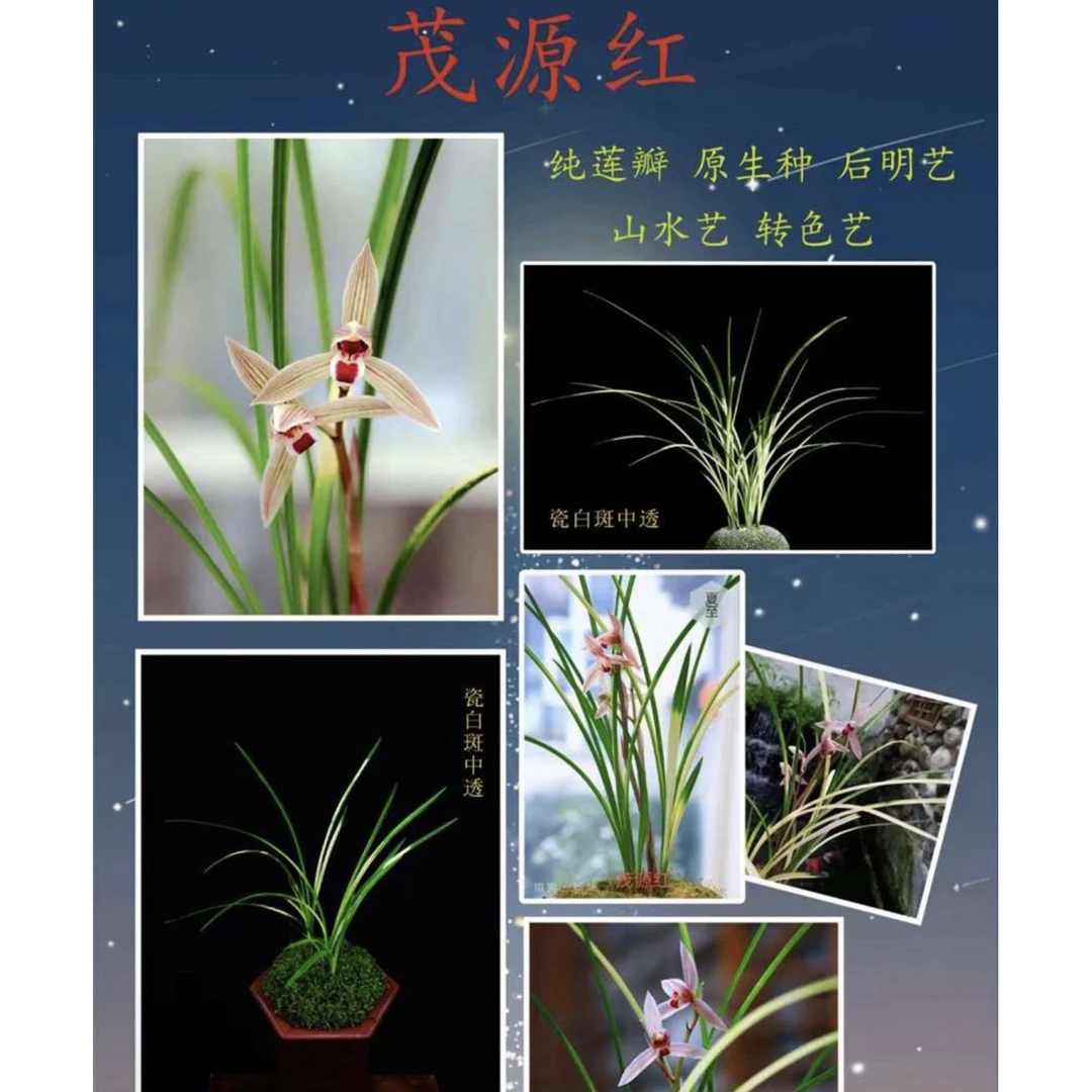 【茂源红】莲瓣兰丝搞兰花名品 2苗 花开浓香 好养易活 对版