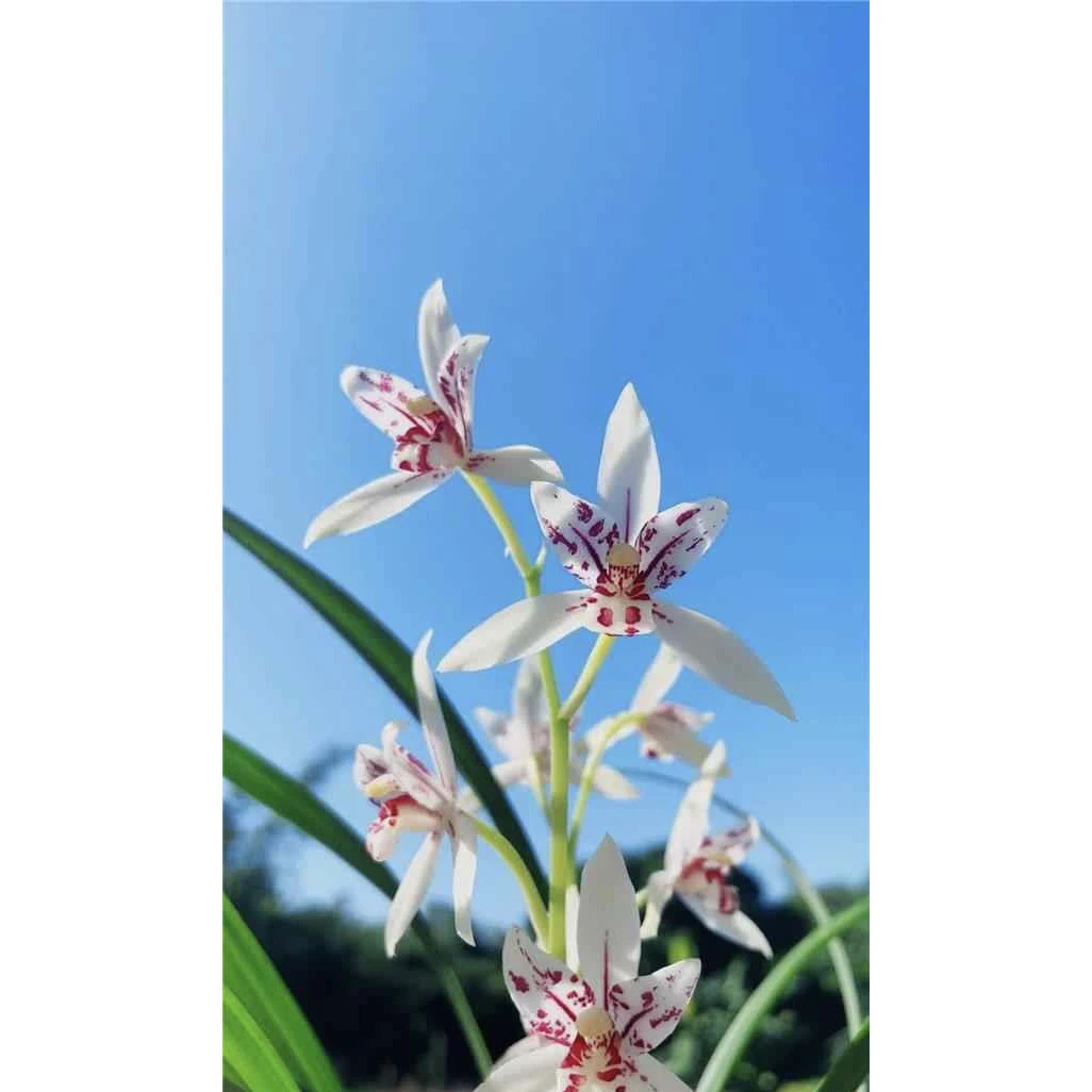 【雪舞红尘】建兰名品 老种2苗 花开浓香对版高档养兰