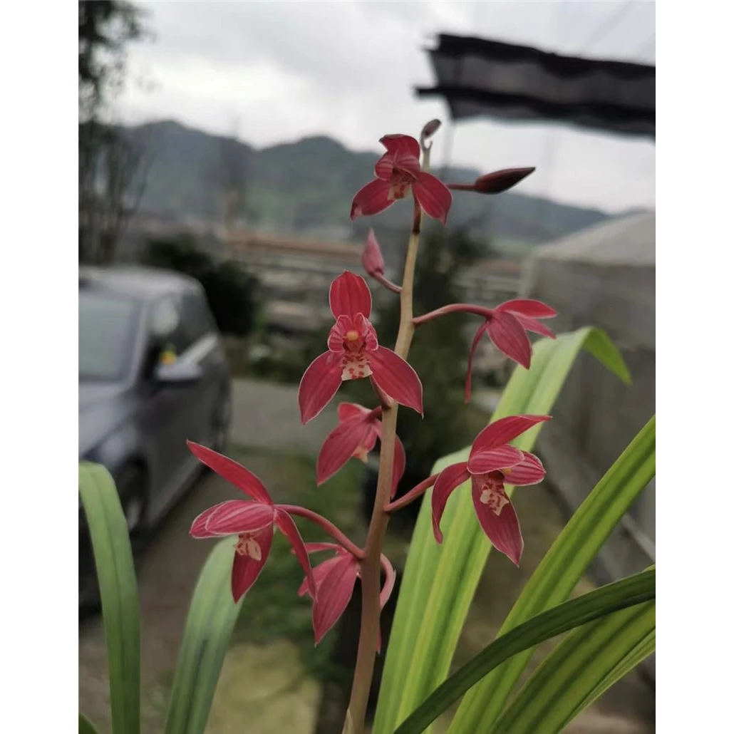 【茶城红】秋榜名品 老种2苗 花开浓香 阳台好养 对版兰花墨兰