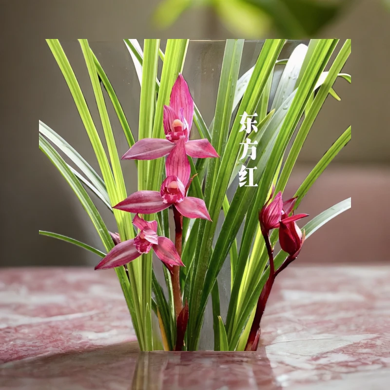 【东方红】春剑名品 2苗花开浓香 好养易活 对版