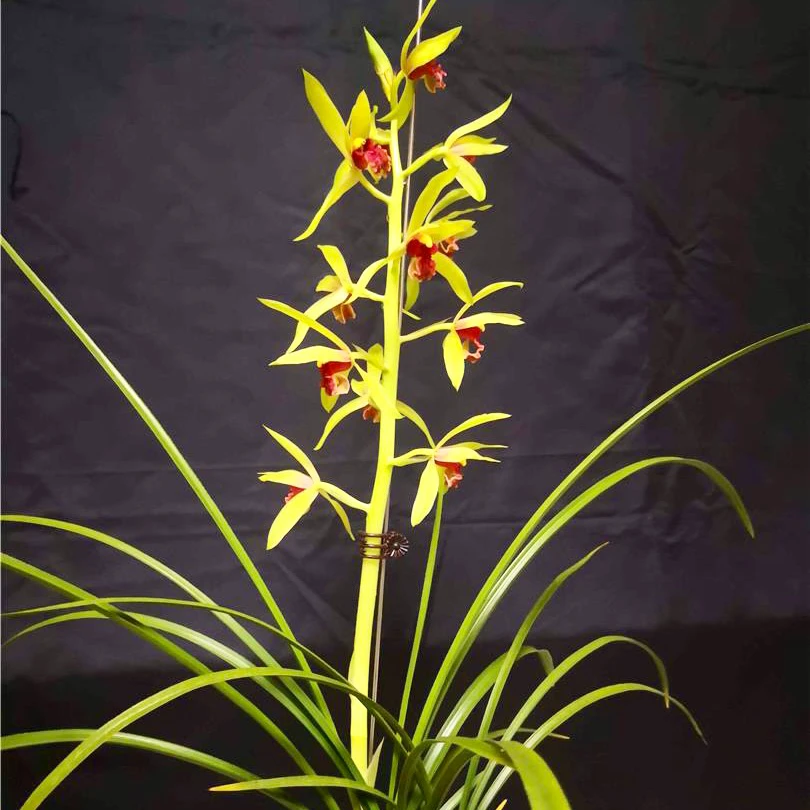 【夕颜】惠兰名品 老种2苗 花开浓香 阳台好养 对版