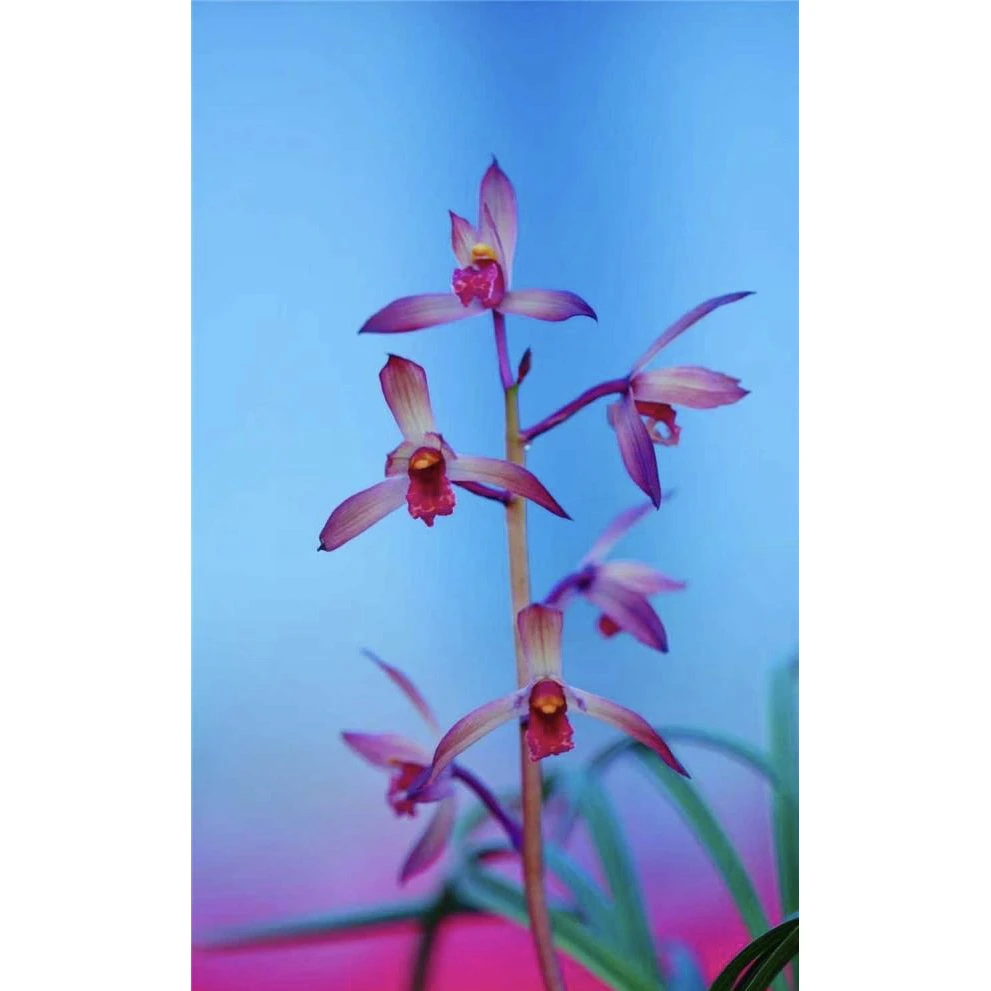 【中国红】惠兰名品 老种2苗 高端兰花 花开浓香