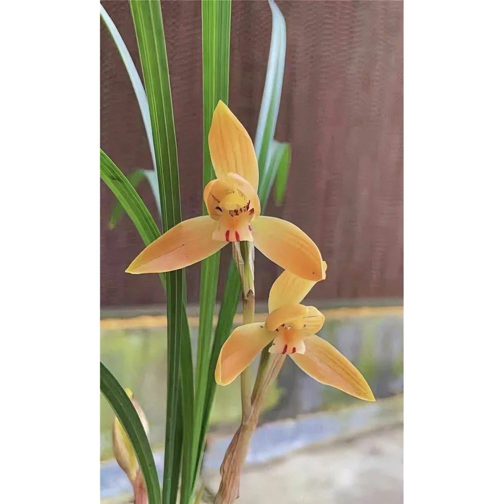 【红双喜】春兰名品 老种2苗 高端兰花 花开浓香