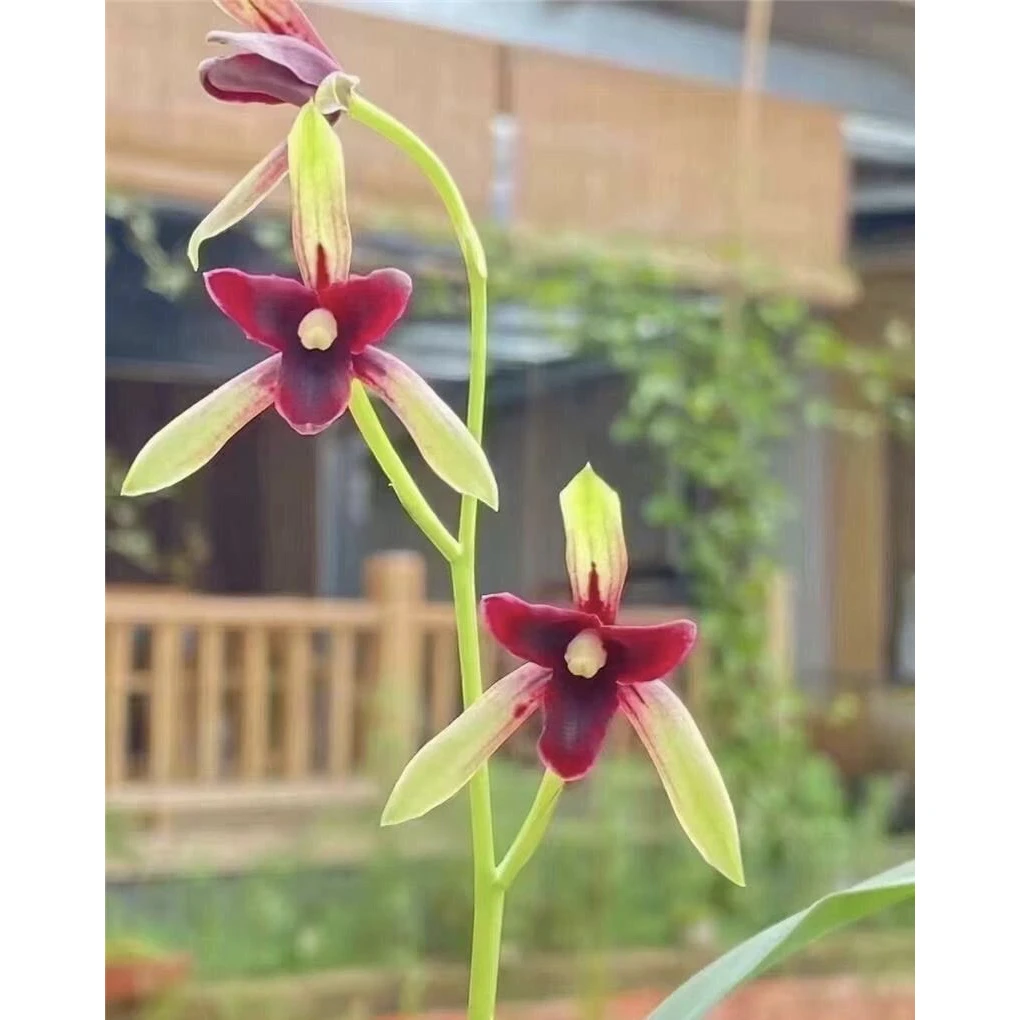 【锦上添花】建兰名品 老种2苗 花开浓香对版高档养兰