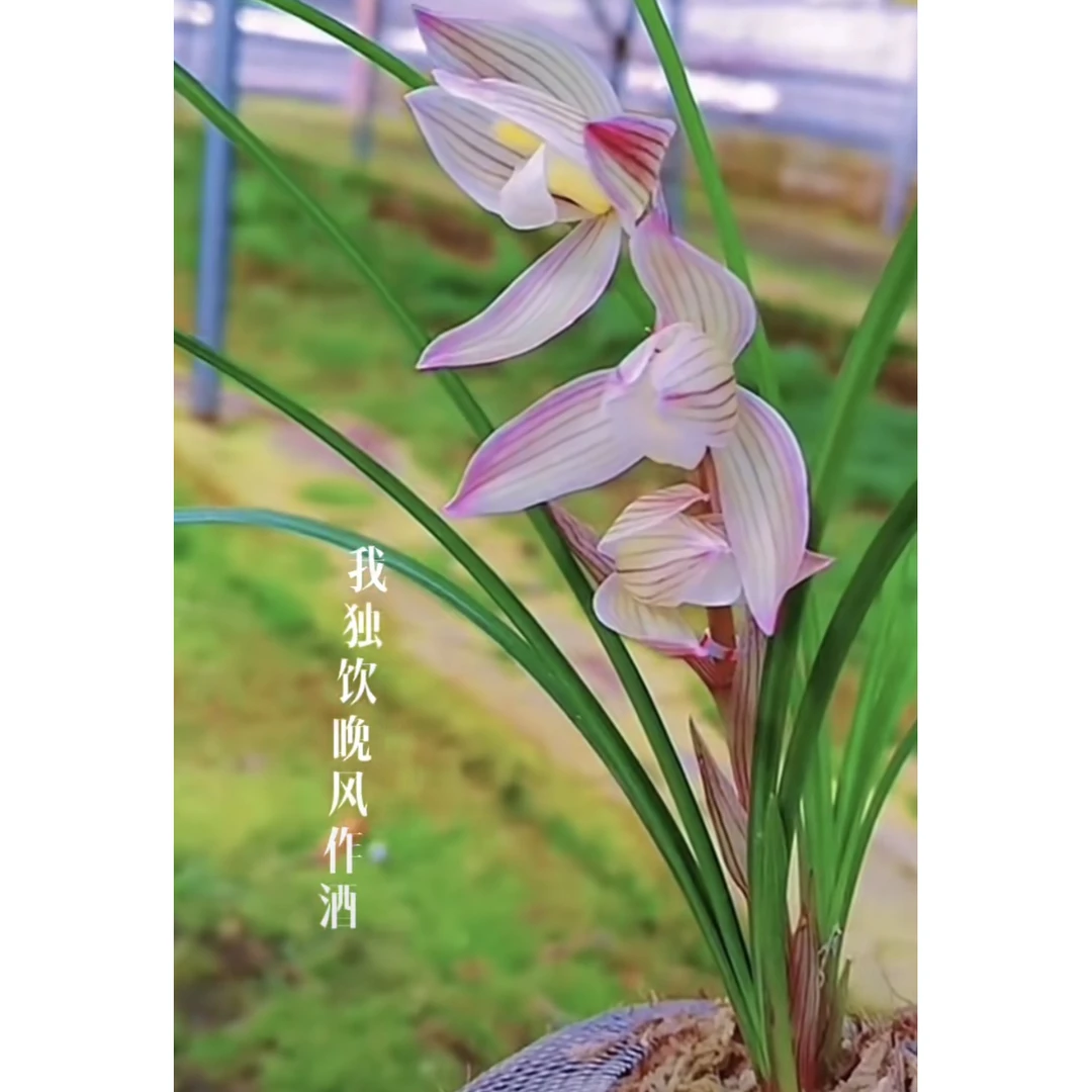 【三江麻壳素】莲瓣兰名品 老种2苗 花开浓香 好养易活 对版