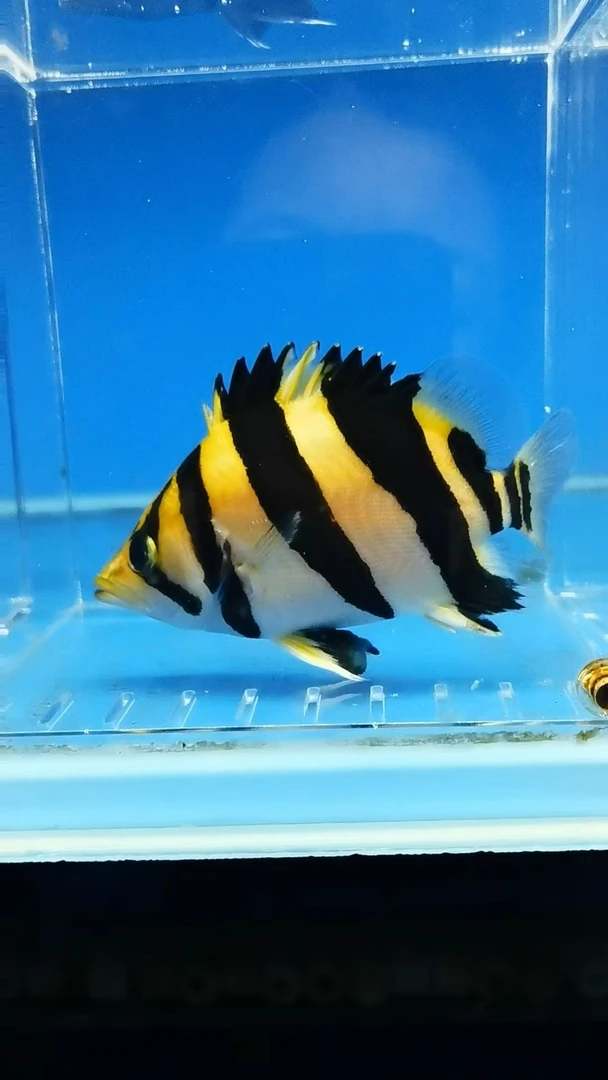 印尼三纹虎鱼 四纹苏门答腊虎高身球虎苏虎活体鱼