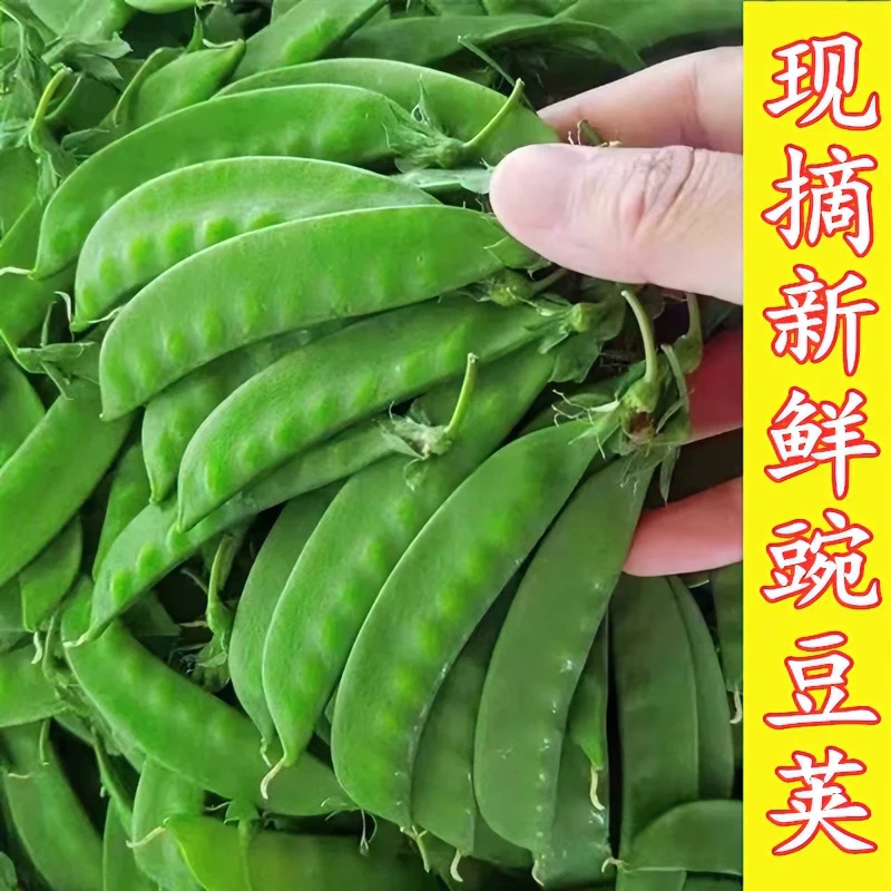 苏北农家自种露天荷兰豆现摘现发