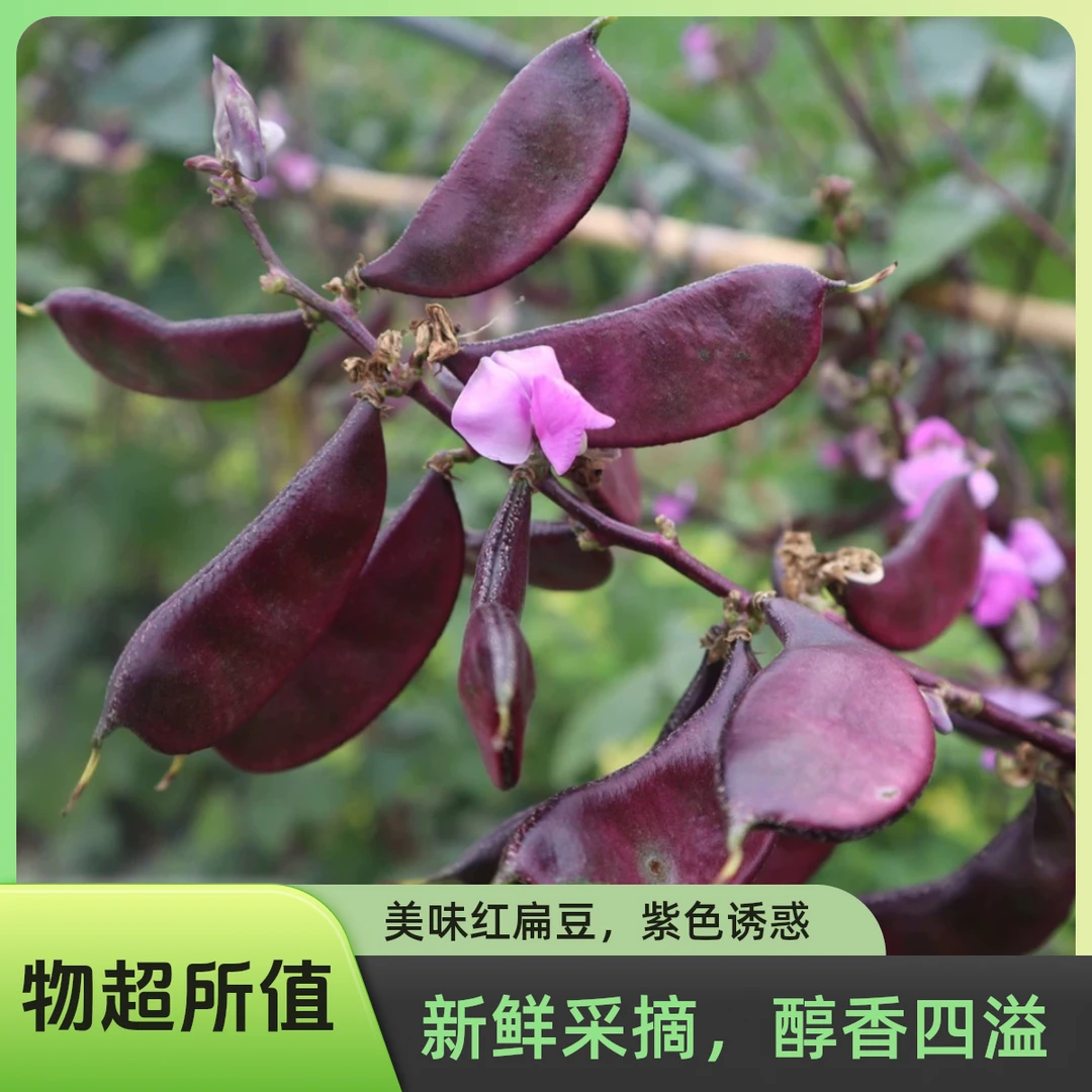 苏北农家自种紫扁豆当季新鲜蔬菜顺丰包邮