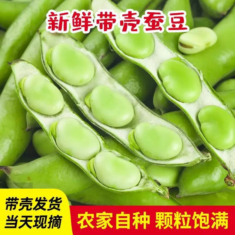 苏北农家自种新鲜青蚕豆带壳现摘现发颗粒饱满