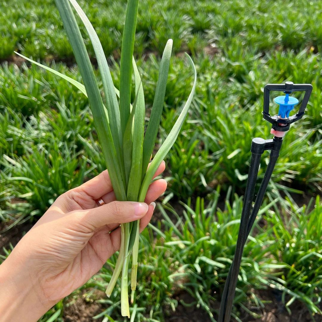 【普禾农场】生态自然放心蔬菜有机韭菜新鲜现发