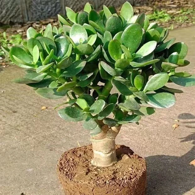 玉树盆栽玻璃翠多肉绿植室内庭院阳台好养燕子掌万年青懒人