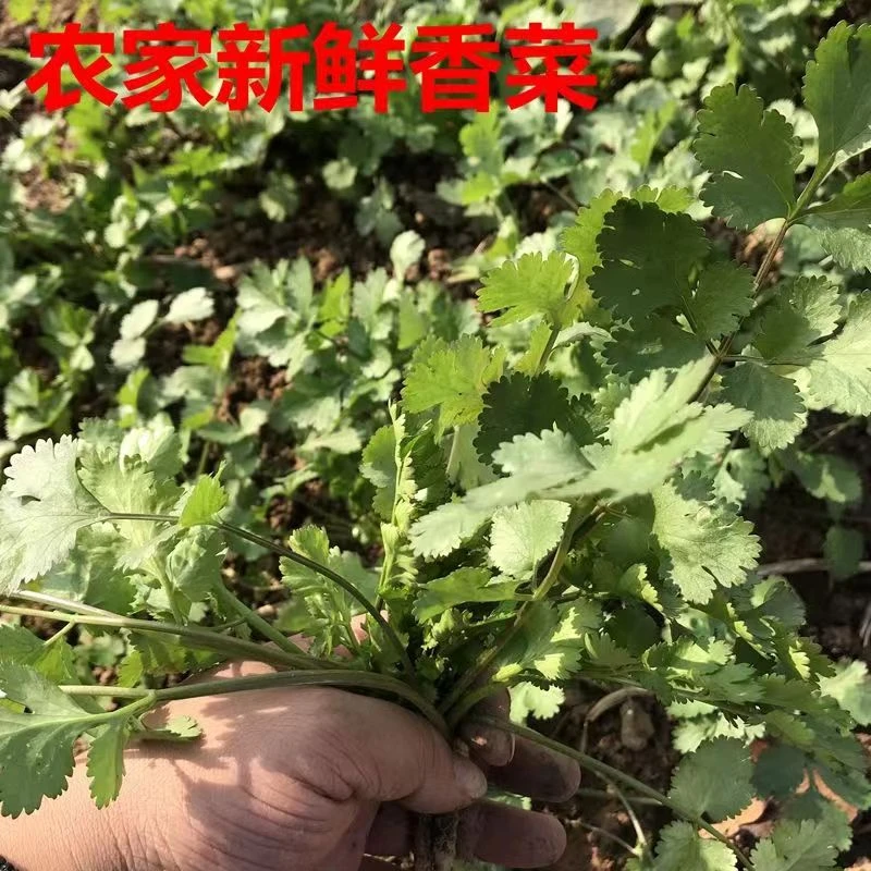 贵州农家自种香菜盐须1-5斤装
