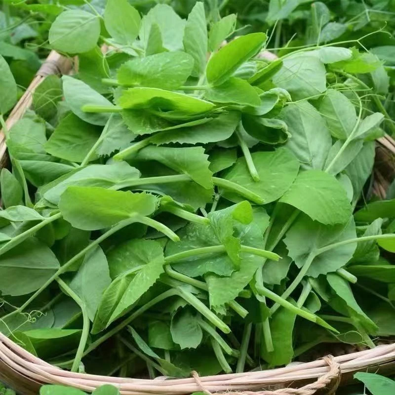 贵州农家自种豌豆尖新鲜豌豆苗应季蔬菜露天种植现摘现发2斤起