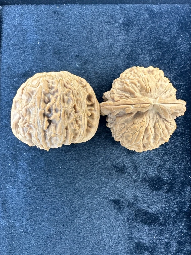 老树白狮子，全品无修