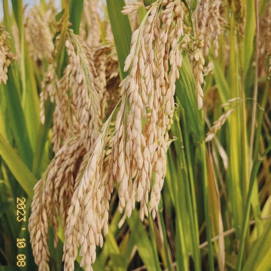 常优粳十号添加剂套餐一斤包装，米好吃稻高产，一般亩产八九百公斤
