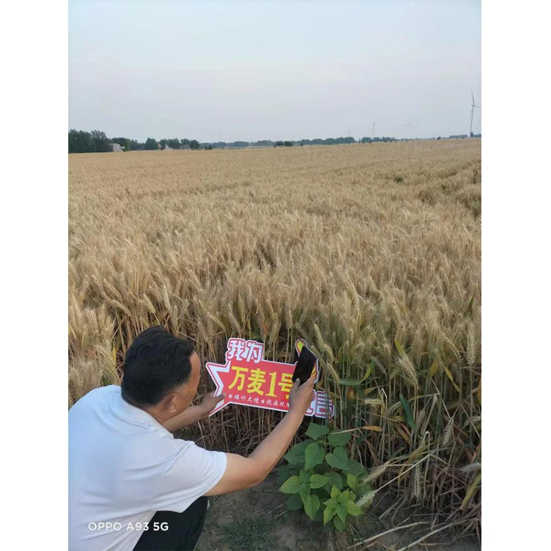 万壹50斤增产套餐，巨穗铁杆，订购100斤以上赠送拌种剂