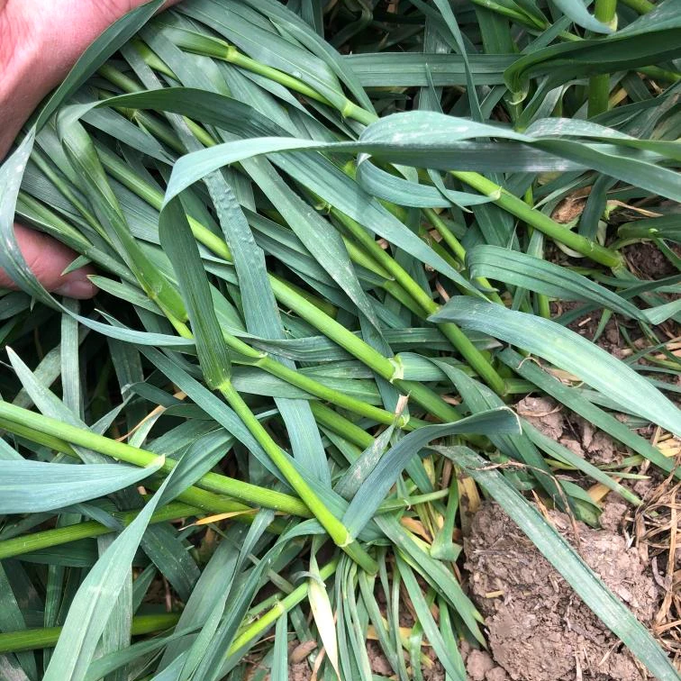 稻麦弱苗转壮苗套餐10亩：分蘖+扎根=核氮+绿蛙+一夜丰+磷酸二氢钾