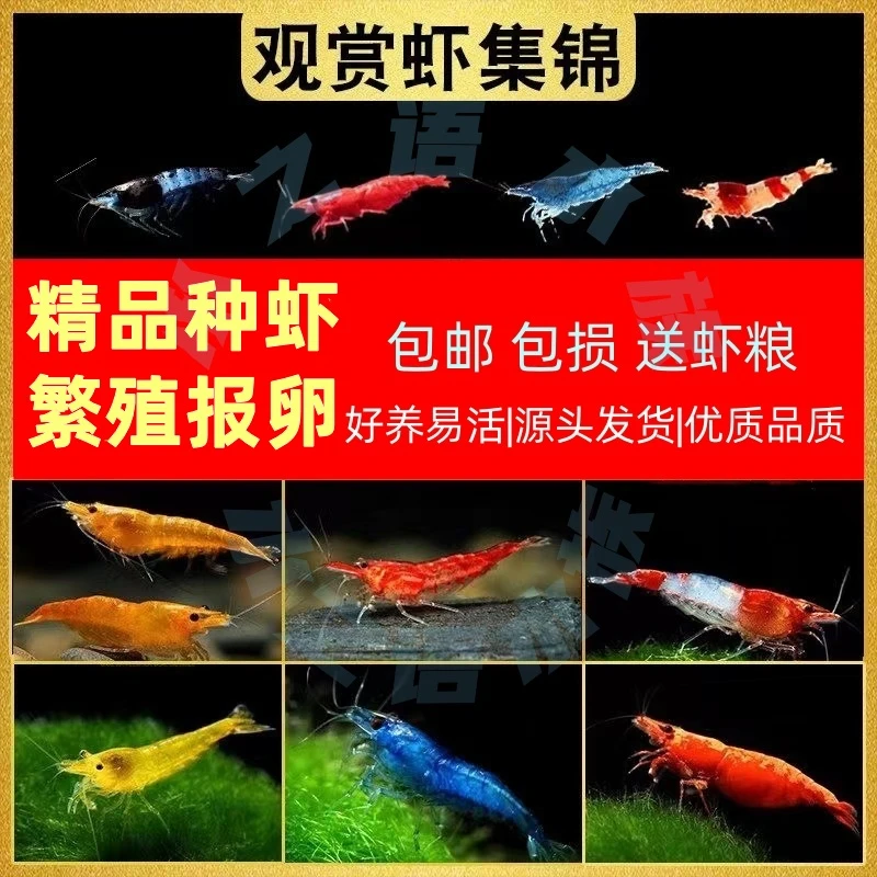 精品种虾繁殖组观赏虾水族清理鱼缸淡水活体除藻虾樱花虾黑壳虾