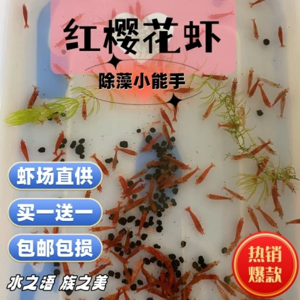 观赏虾樱花虾小极火买一送一除藻虾宠物鱼缸清洁黑壳虾包邮批发