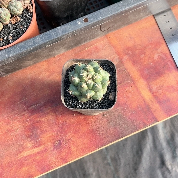 用****9短刺象牙仙人球仙人球