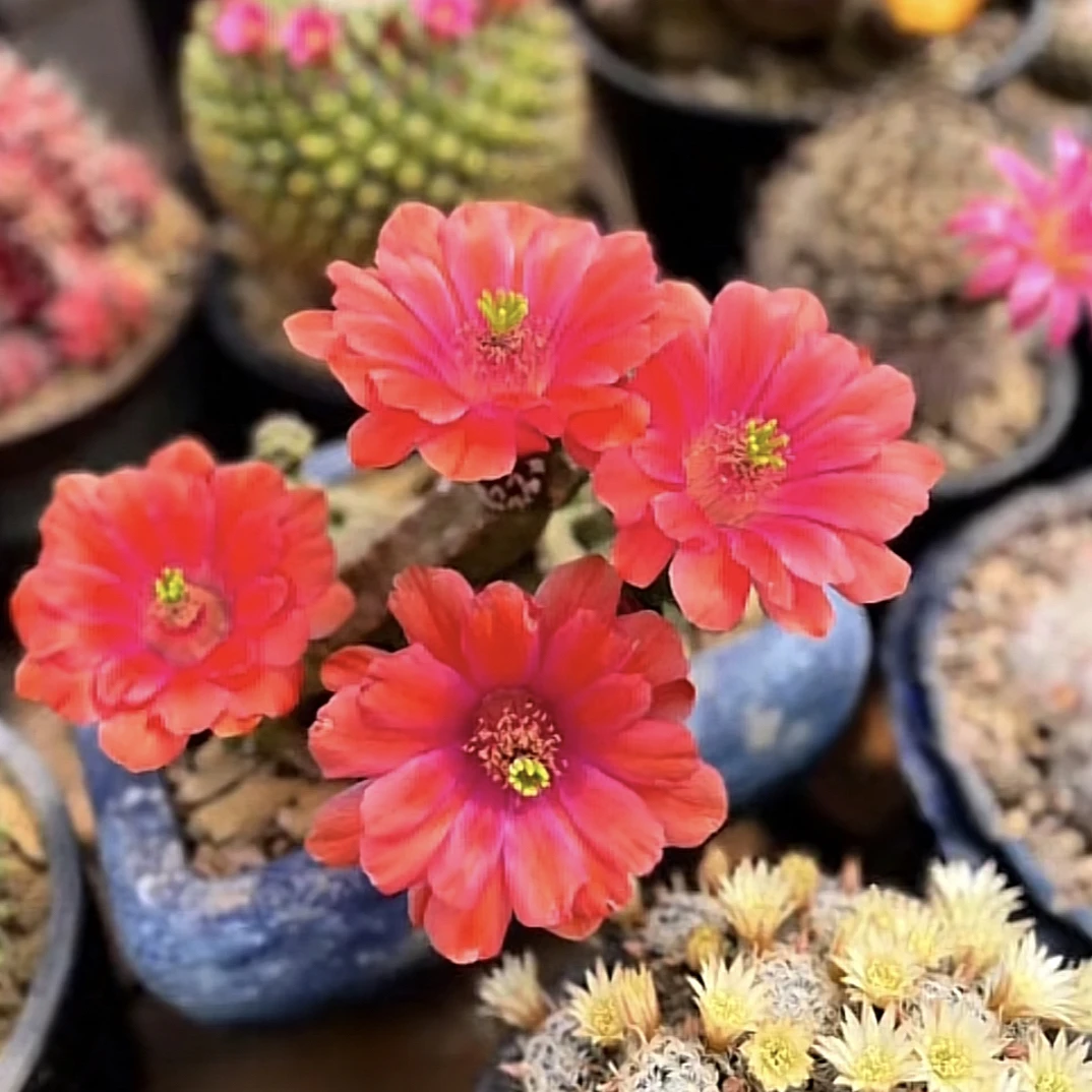 桃太郎仙人球无刺红花多肉植物