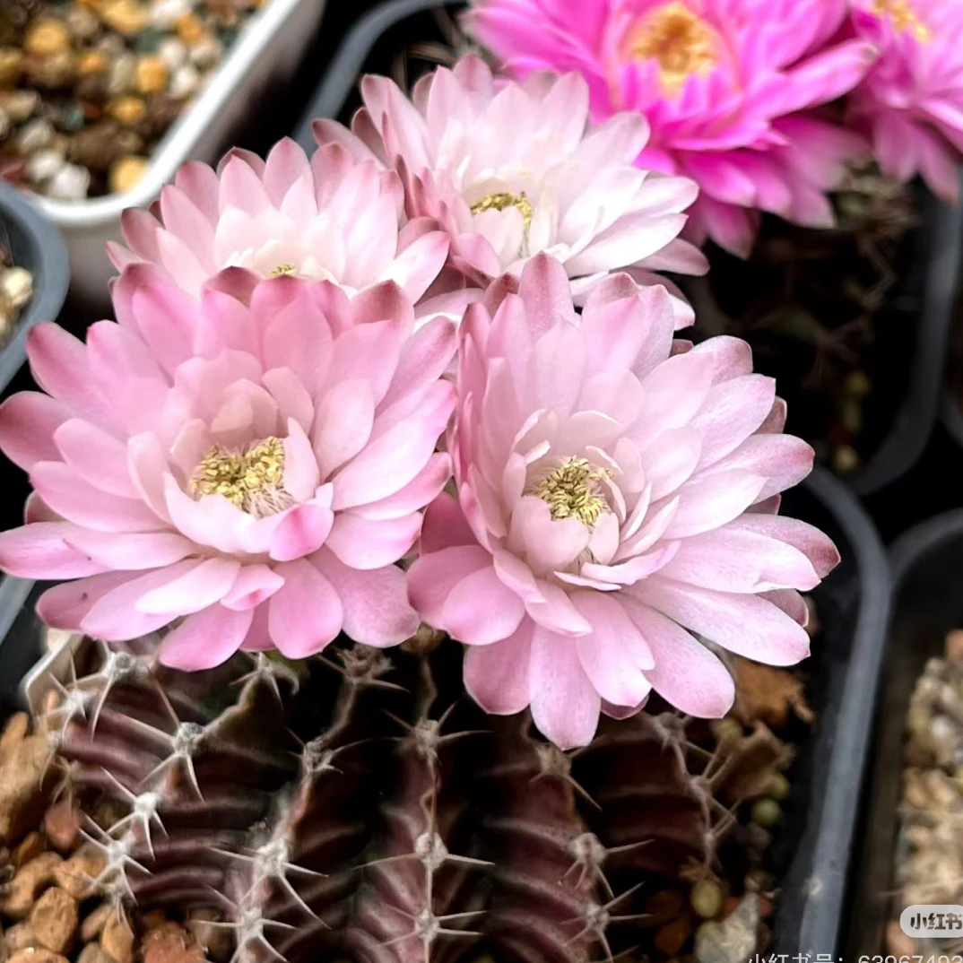 肋骨牡丹仙人球多肉植物趣味好养