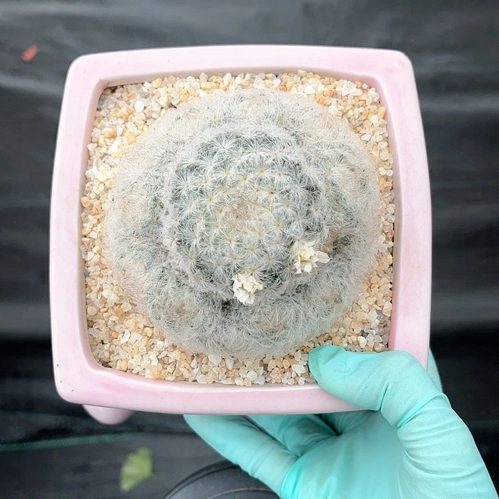 白星仙人球开花好看