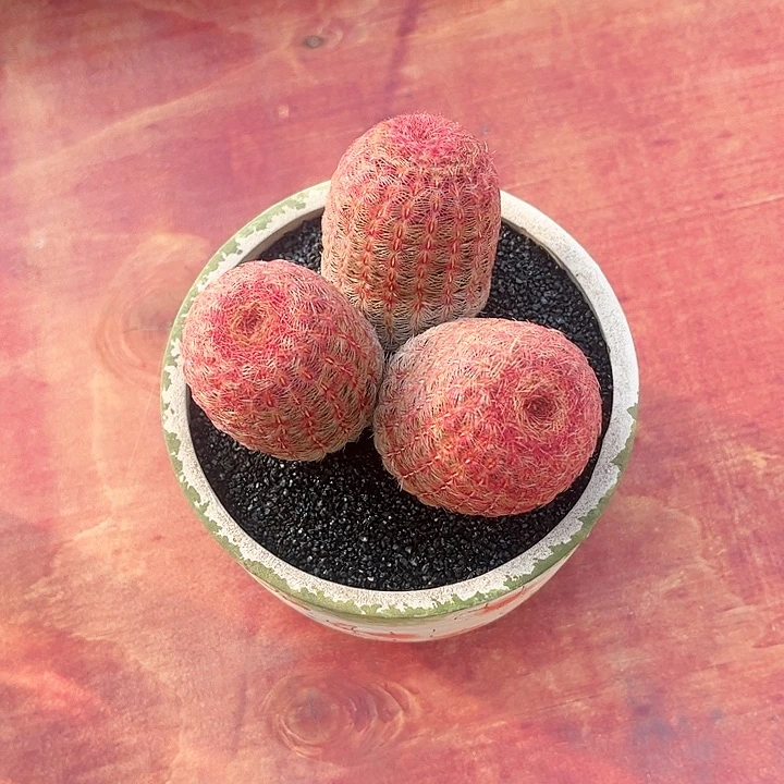 幺*红太阳仙人球仙人球