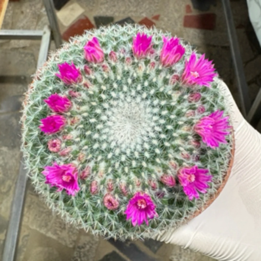 玉翁仙人球带花苞中号多肉植物