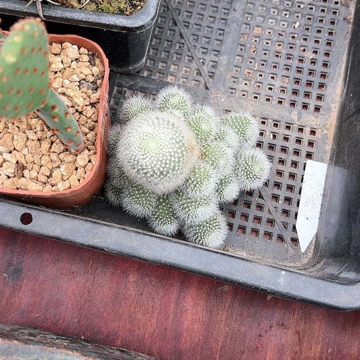?*乐雪丽山仙人球开花好看
