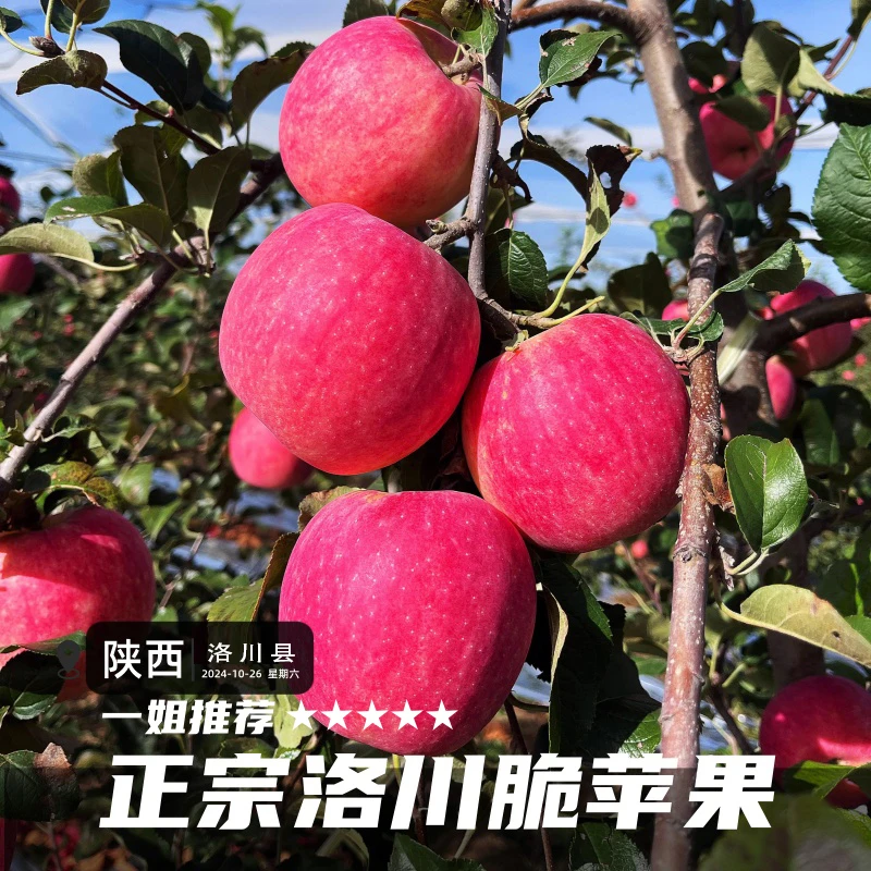【一姐推荐】脆甜陕西洛川苹果果园直发品质保证包邮