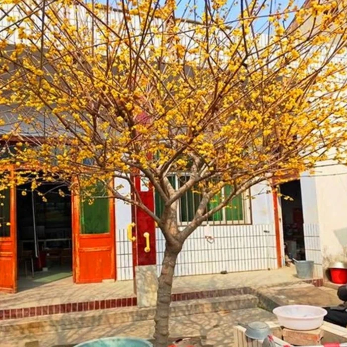 腊梅花树苗盆栽带花苞庭院种植地栽丛生独杆浓香型腊梅