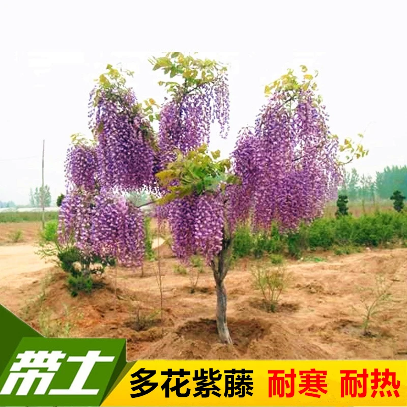庭院紫藤花苗爬藤植物多花树苗盆栽藤本花卉盆景耐寒四季开紫藤花