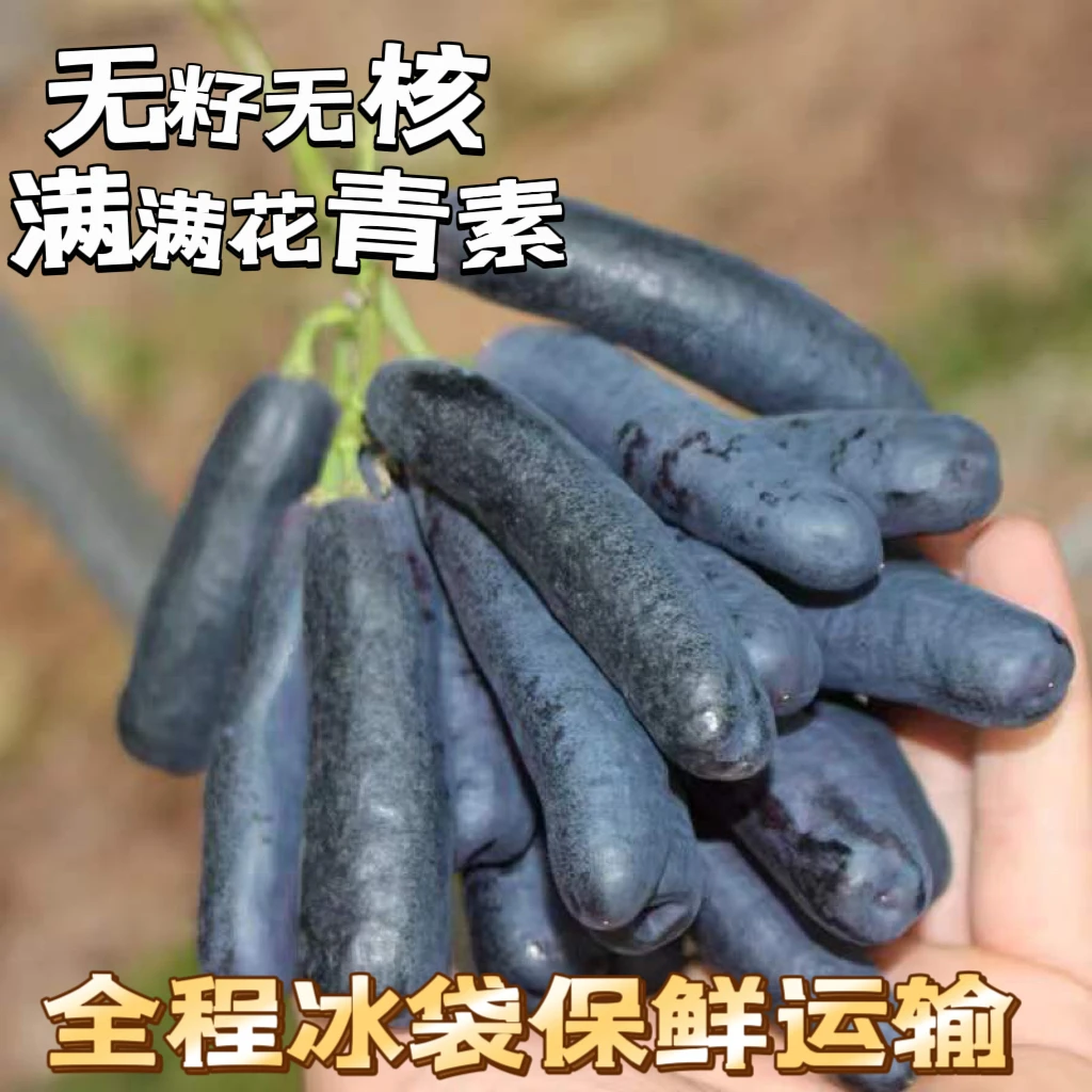 【京东/中通生鲜随机】四川大凉山甜蜜蓝宝石葡萄无籽黑提新鲜水果