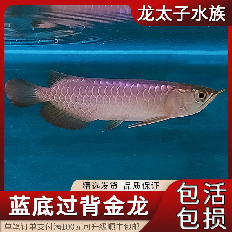 精选20-22公分马来西亚古典蓝底金龙  芯片证书齐全 包邮包活到家