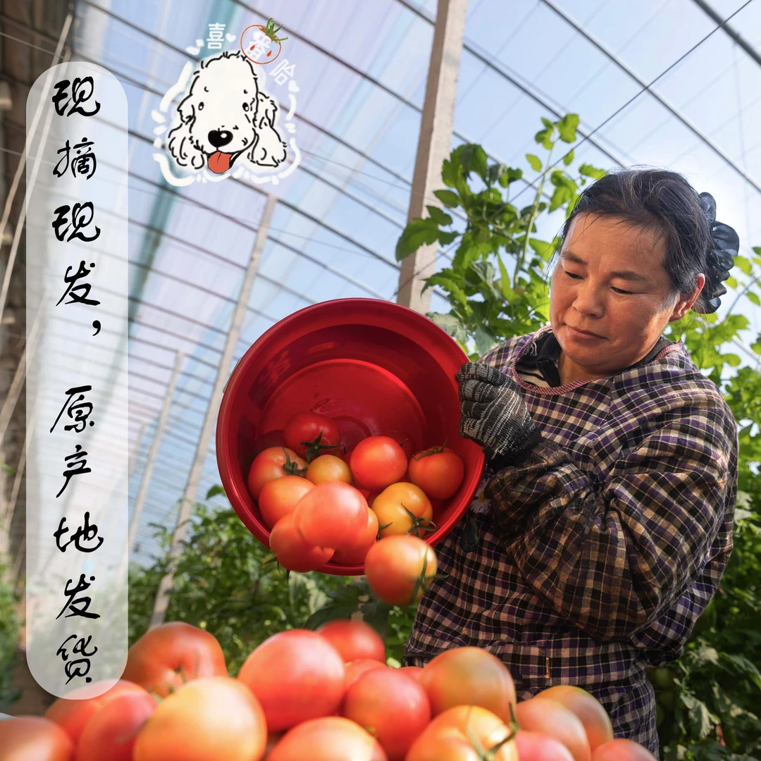 山东农家沙瓤西红柿浇灌现摘现发