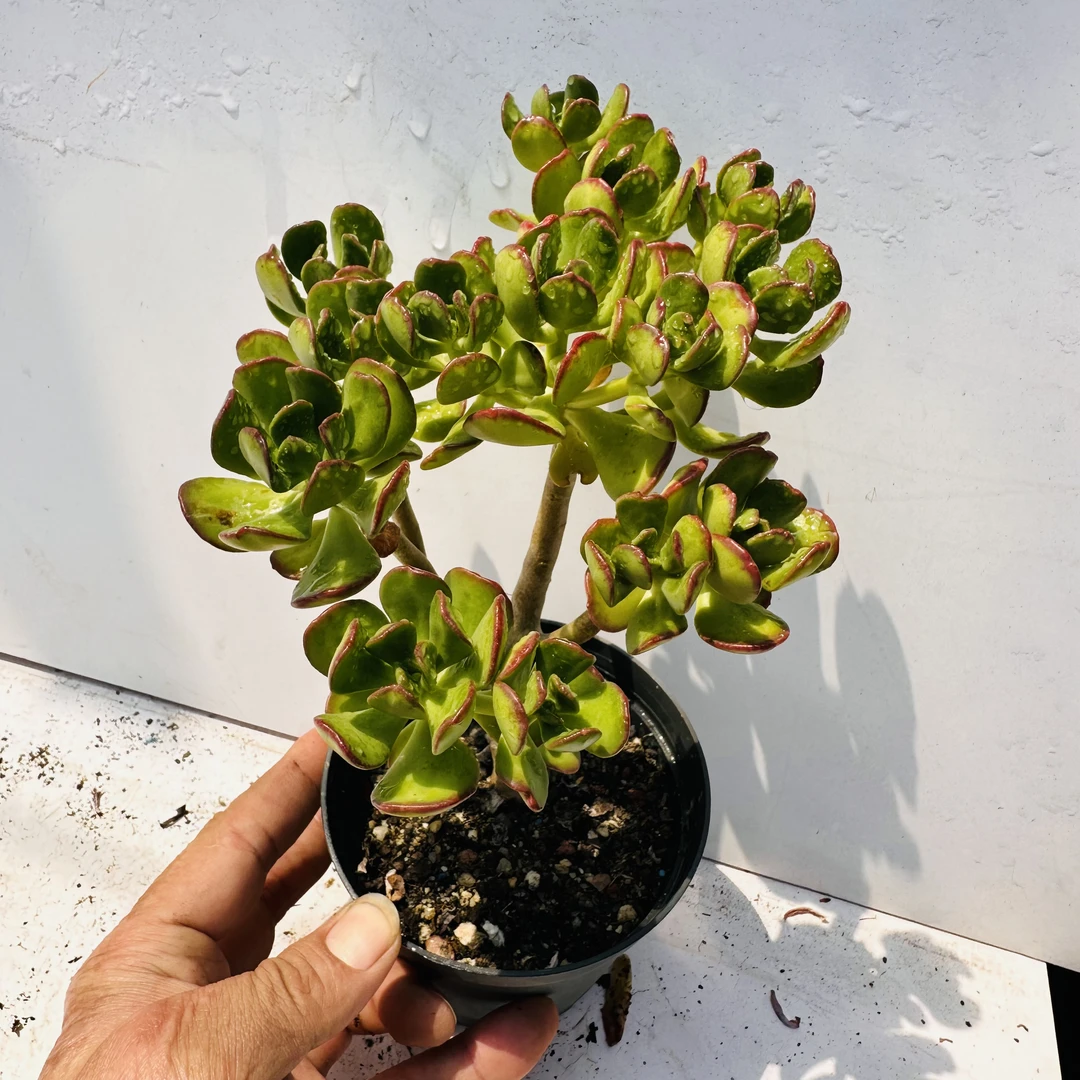 达摩宝珠 满20元包邮 脱盆土发货多肉植物叶片有擦伤介意慎拍