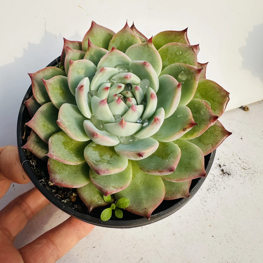 吉娃娃 发3盆 满20元包邮不带盆土10厘米叶展发货 湖南多肉植物