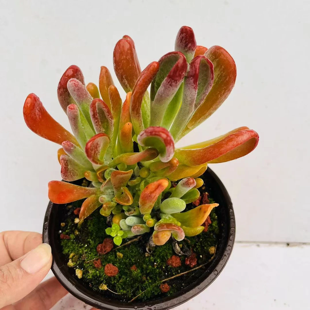 火狐狸 满20包邮发货  多肉植物 绿色的湖南长沙星昊多肉