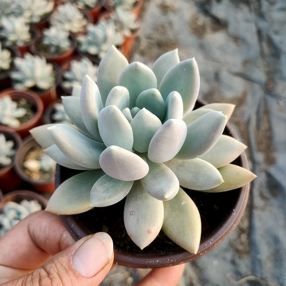 胖美人 满20包邮 不带盆土发货，多肉  长沙星昊多肉植物