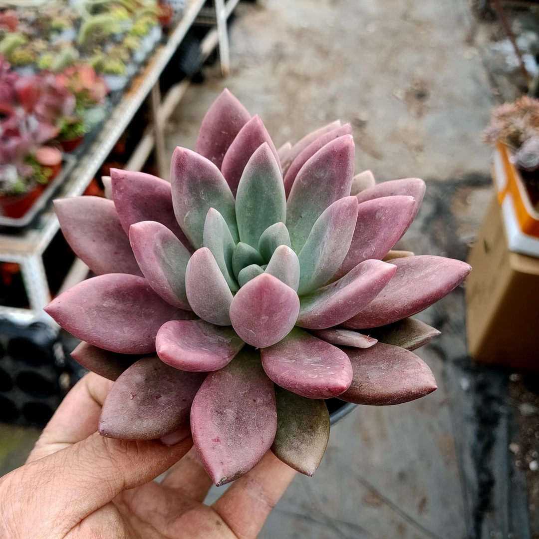 桃花源 满20包邮 不带盆土发货轻微断叶擦伤长沙星昊多肉植物