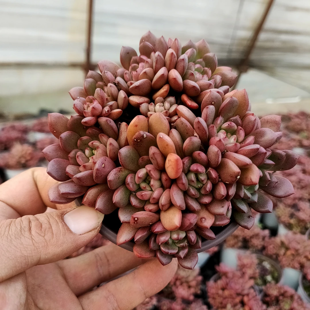 红宝石群 满20包邮 不带盆土发货轻微掉叶长沙星昊多肉植物