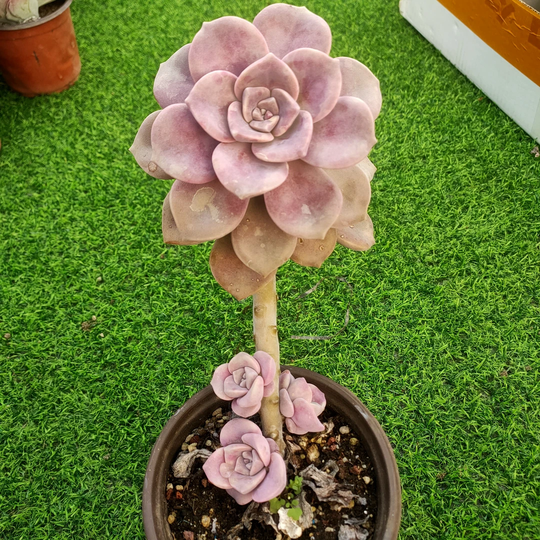 紫乐 小满20包邮 不带盆土发货轻微掉叶长沙星昊多肉植物