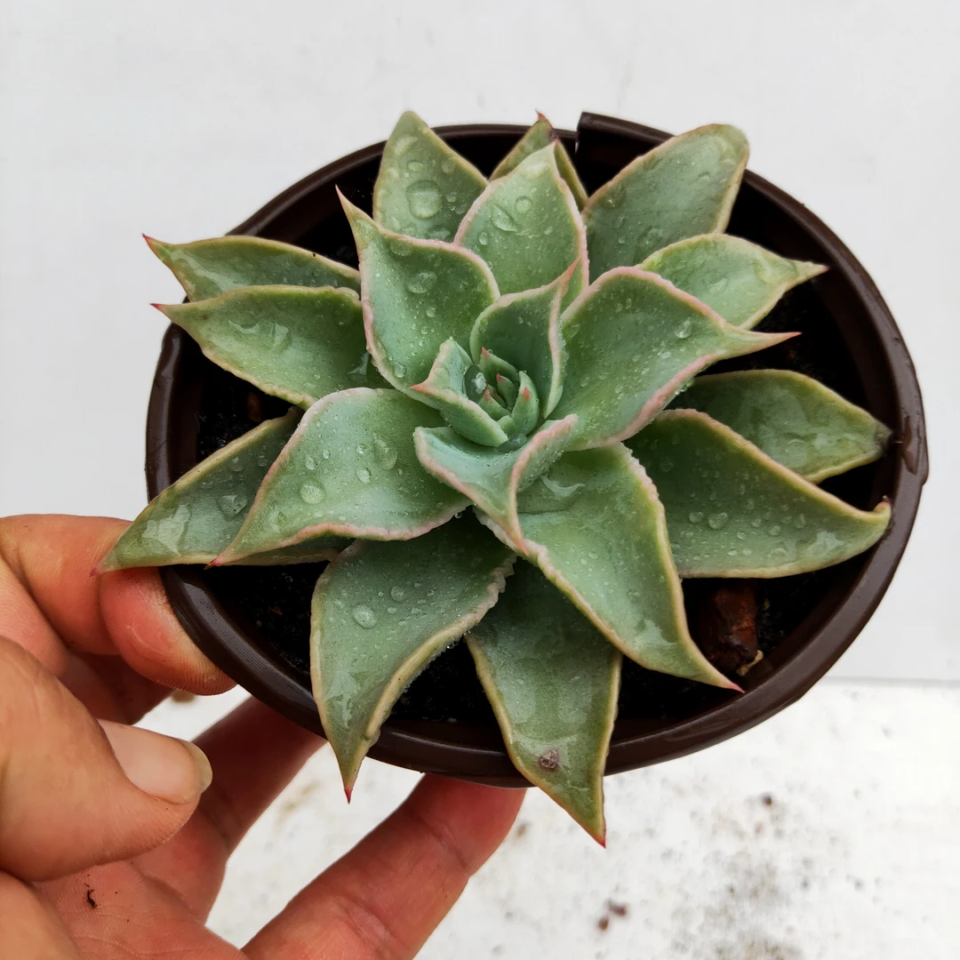 饺子皮 满20元包邮脱土发货 10厘米多肉植物湖南长沙星昊多肉基地