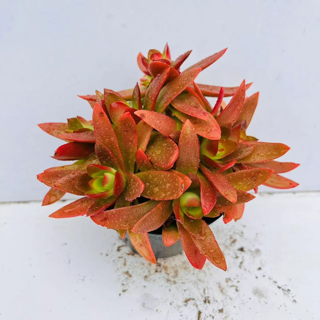 火祭 发3盆 满20包邮不带盆土发货轻微断头介意慎拍 长沙星昊多肉